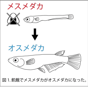 メダカはお腹が空くと性転換することがあると判明の画像 2/2