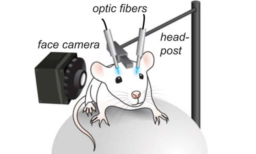 感情を情報コード化して強制的に再生することにマウス実験で成功の画像 3/5