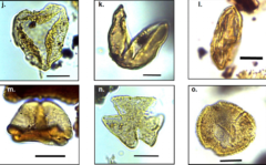 9000万年前の南極大陸は「森」に覆われていたかもしれないの画像 3/4