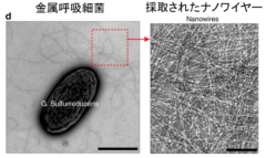 科学者が脳を模倣する電子回路の作成に成功の画像 4/6