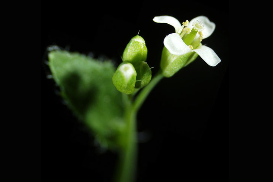 地雷に触れると色が変わる「地雷探知植物」を遺伝子操作で開発