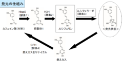 Q.どうしてキノコが光るんだ？A.蛍とかと同じ生物発光。 いわゆるルシフェリン・ルシフェラーゼ反応。簡単に言うと、ルシフェリンがルシフェラーゼの存在下で酸化されて3-ヒドロキシヒスピジンと二酸化炭素に分解されるのだが、この3-ヒドロキシヒスピジンのカルボニル基が電子的に励起された状態にあって、それが基底状態に戻る時に光が放出される