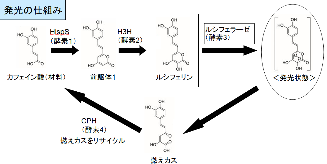 Q.どうしてキノコが光るんだ？A.蛍とかと同じ生物発光。 いわゆるルシフェリン・ルシフェラーゼ反応。簡単に言うと、ルシフェリンがルシフェラーゼの存在下で酸化されて3-ヒドロキシヒスピジンと二酸化炭素に分解されるのだが、この3-ヒドロキシヒスピジンのカルボニル基が電子的に励起された状態にあって、それが基底状態に戻る時に光が放出される