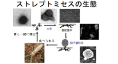 雨上がりの土の匂いは4億年続く微生物の生存戦略だったの画像 3/3