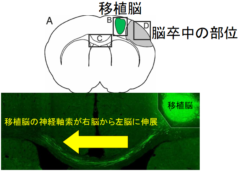 人間の脳細胞をラットの脳に移植する「脳置換」に成功の画像 3/5