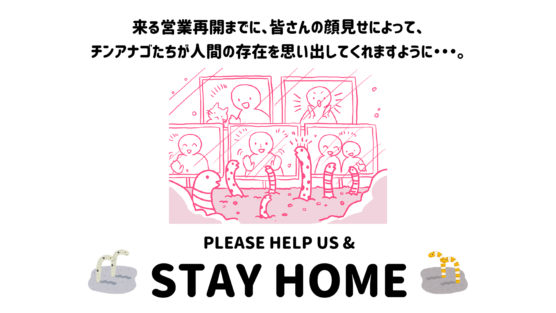 人間の存在を忘れたチンアナゴを助けて！あなたの顔を見せて欲しい「チンアナゴ顔見せ祭り」が緊急開催の画像 3/3