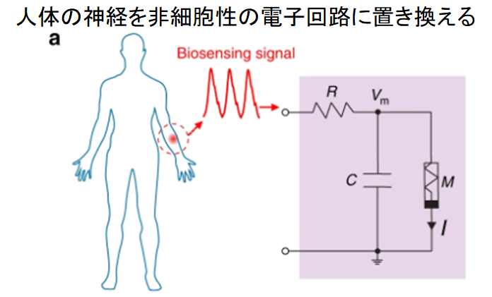 科学者が脳を模倣する電子回路の作成に成功