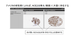 新型コロナは「睾丸には感染しない」という研究結果の画像 2/4