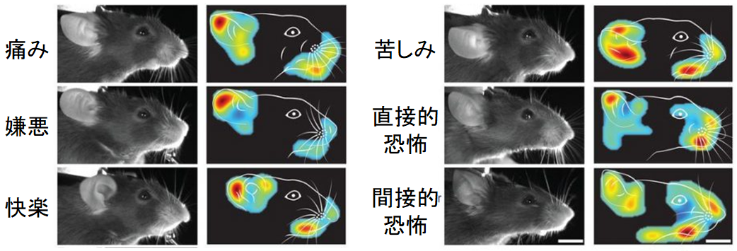 感情を情報コード化して強制的に再生することにマウス実験で成功の画像 2/5