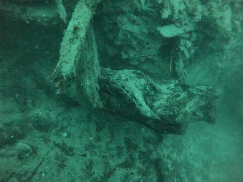 海底で発見された「6万年前の木」に住む生物が新薬開発の鍵を握っていた