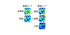 マヒ患者の運動能力と触覚が新技術で回復！触覚の情報コード化に成功