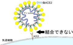 新型コロナの治療薬が完成間近！「疑似人体実験」で効果が確認されるの画像 3/5