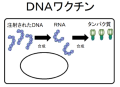 COVID-19の最新ワクチン一覧！開発中ワクチンの仕組みをカンタン解説【追記あり】の画像 4/6