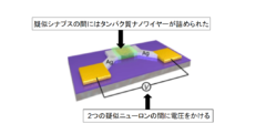 科学者が脳を模倣する電子回路の作成に成功の画像 2/6