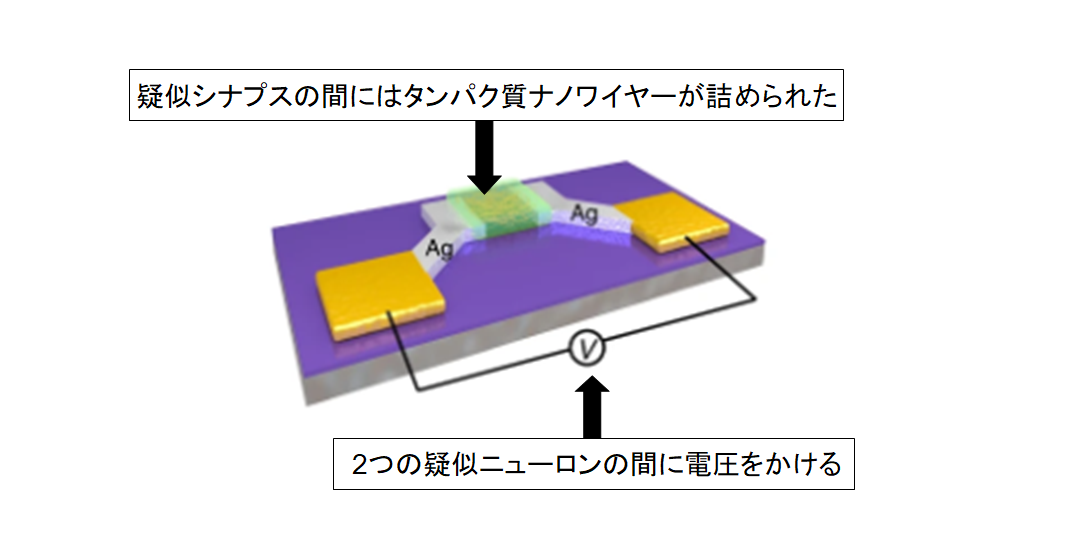科学者が脳を模倣する電子回路の作成に成功の画像 2/6