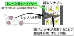 科学者が脳を模倣する電子回路の作成に成功の画像 5/6