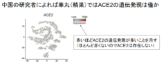 新型コロナは「睾丸には感染しない」という研究結果の画像 3/4