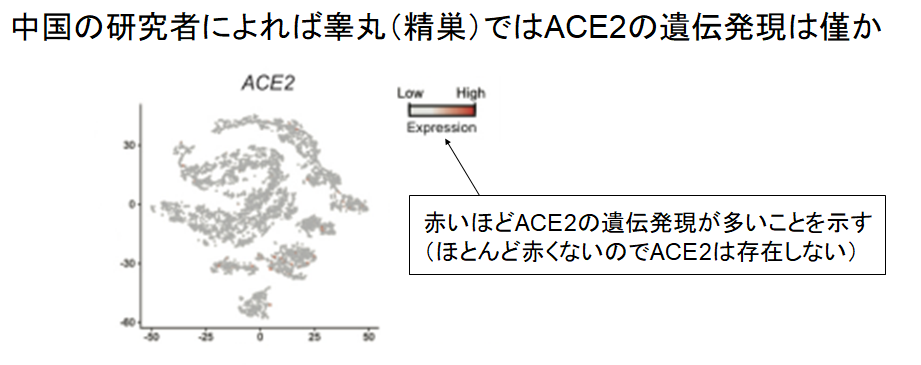 新型コロナは「睾丸には感染しない」という研究結果の画像 3/4