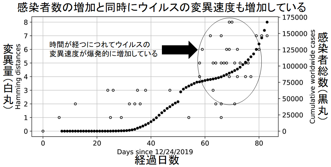 新型コロナの「遺伝指紋」を作成した結果、日本にヨーロッパ型が侵入したことが判明の画像 6/6