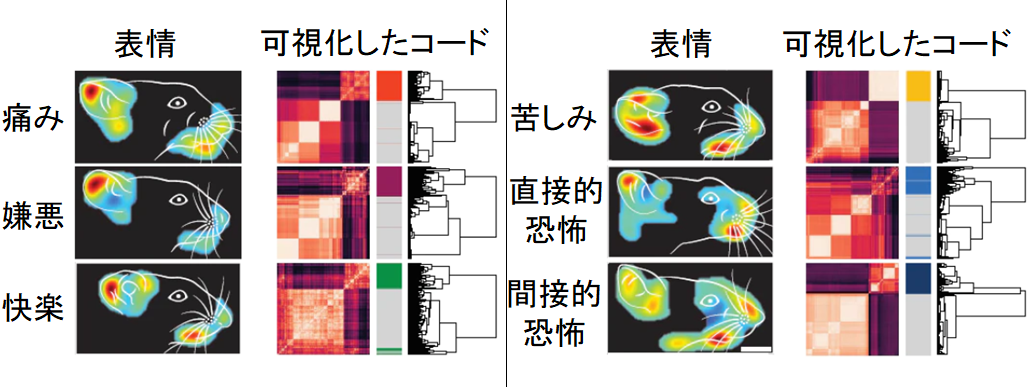 感情を情報コード化して強制的に再生することにマウス実験で成功