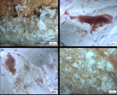 用途不明だった謎の「古代ボール状石器」問題が解決か　「食糧難に備えるため」の画像 3/5