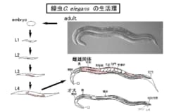 線虫には生まれる前から「早死に」を運命づけられた個体が存在する可能性の画像 2/5