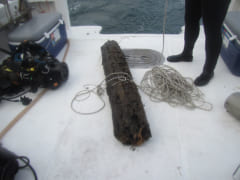 海底で発見された「6万年前の木」に住む生物が新薬開発の鍵を握っていたの画像 2/5