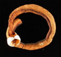 海底で発見された「6万年前の木」に住む生物が新薬開発の鍵を握っていたの画像 4/5
