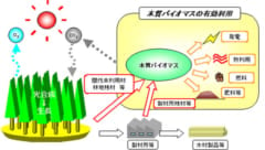 白アリは再生可能エネルギーだった!?「1枚の紙から2リットルもの水素を生成可能」の画像 2/3