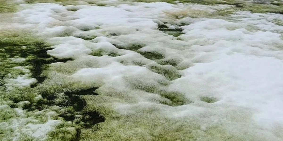 南極に緑色の雪が…？グリーンスノウ現象の原因とはの画像 1/1