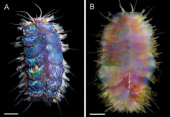 深海生物なのにカラフルな新種を発見！名前はエルヴィス・プレスリーに由来の画像 1/3