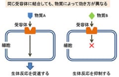 新型コロナウイルスに効果のある8種類の薬物を発見の画像 4/5