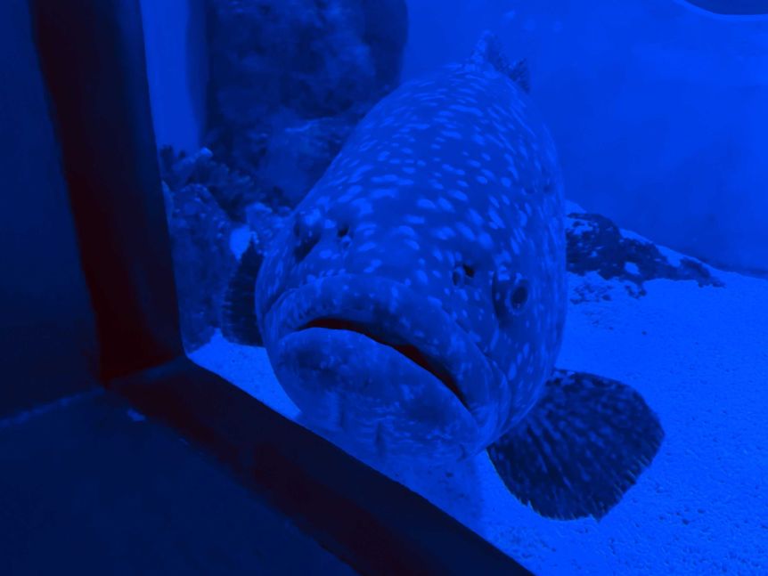 水槽の隅で動かなくなった魚