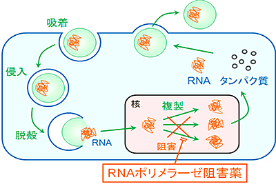 レムデシビルが新型コロナウイルスに効く仕組みが解明されるの画像 2/3