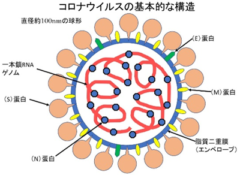 精液から新型コロナウイルスのRNAを検出「活性ウイルスを示すものではない」の画像 3/3