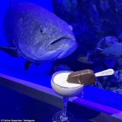 ガラスの外のアイスに興味を示す魚