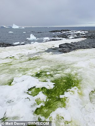 南極に緑色の雪が…？グリーンスノウ現象の原因とはの画像