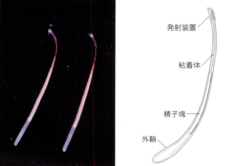 イカの精子が入った「精莢（せいきょう）」の構造