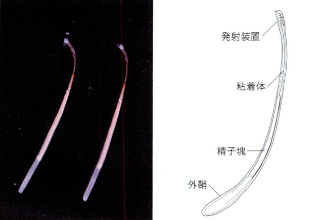 イカの精子が入った「精莢（せいきょう）」の構造