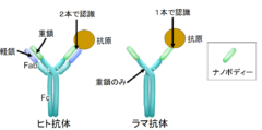 新型コロナウイルスの新しい抗体薬がラマから作成されるの画像 2/3