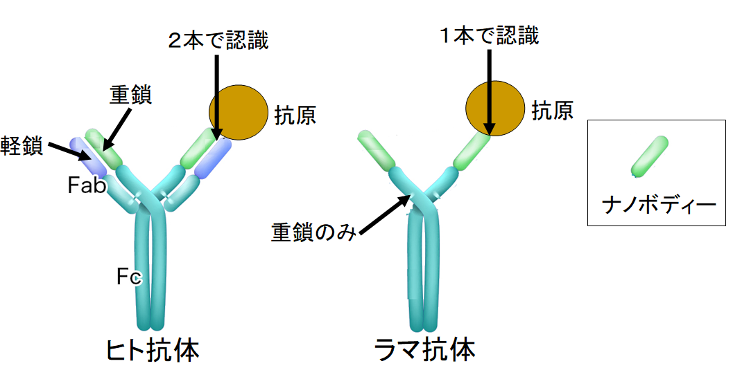 新型コロナウイルスの新しい抗体薬がラマから作成されるの画像 2/3