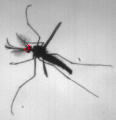 蚊はなぜ暗闇でも飛べるの？飛ぶときに「気流」を感知していたの画像 3/3