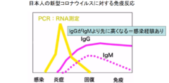 日本人は新型コロナウイルスに対して免疫を持っている可能性　低い死亡率の原因？の画像 4/6