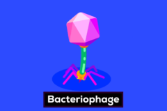 地球最強の存在「バクテリオファージ」ってなんなの？の画像 2/14