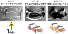 生きた筋肉と脊髄を接続したバイオボットの作成に成功！の画像 2/6