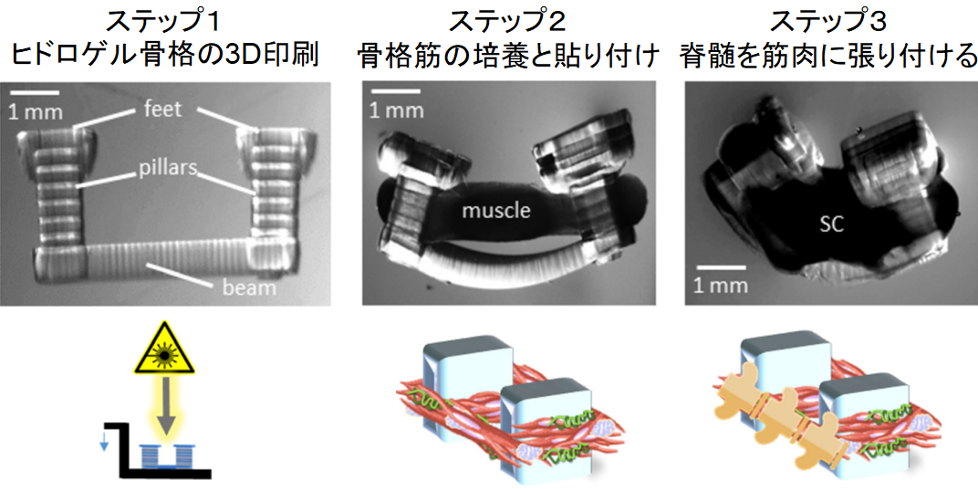 生きた筋肉と脊髄を接続したバイオボットの作成に成功!の画像 2/6
