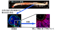 生きた筋肉と脊髄を接続したバイオボットの作成に成功！の画像 3/6