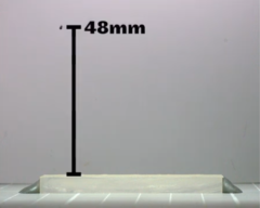 1秒間に374回転！生物界一の高速スピンを誇る「トビムシ」の画像 5/7