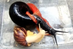 全てが謎に包まれている…赤いカタツムリ「Fire snail」の画像 6/7