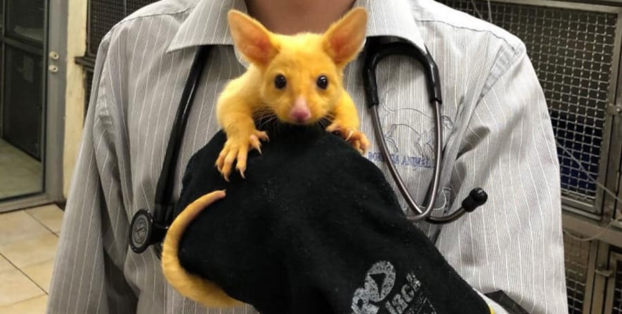 ピカチュウそっくりな謎の動物がゲットされる！ 黄色く輝く「ネズミ